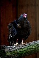 160512_1285_NX1 Edgar, a Male Turkey Vulture at Teatown's Wildlife Rescue