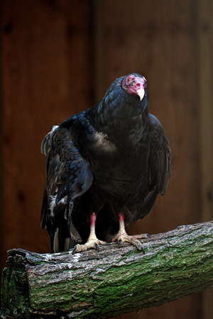 160512_1285_NX1 Edgar, a Male Turkey Vulture at Teatown's Wildlife Rescue