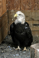 160427_1226_NX1 Gryphon, a Female American Bald Eagle at Teatown's Wildlife Rescue