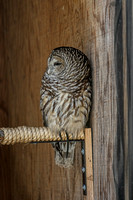 160427_1229_NX1 Nova, a Female Barred Owl at Teatown's Wildlife Rescue