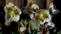 210408_04026_A7RIV Frost Tolerant Hellebores Herald Early Spring in Our Gardens