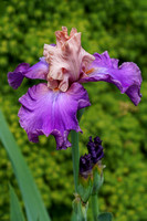 210524_04237_A7RIV Irises in Our Late May Gardens