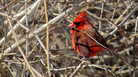 150312_2631_SX50 Cardinal at Croton Point