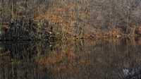 121214_0420_SX50 Swan Lake at Rockefeller Preserve