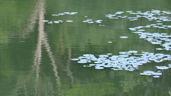 120616_0677_SX40 Swan Lake at Rockefeller Preserve