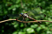 150712_0537_NX1 Dragonfly