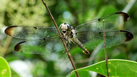 150710_0535_NX1 Dragonfly