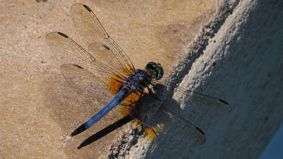 140723_2219_SX50 Dragonfly by the Pool