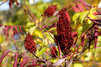 201015_03201_A7RIV Smooth Sumac, Rhus glabra, by The New Croton Reservoir in Autumn