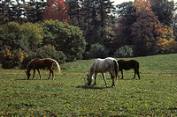 711000_0004_SL-9 Horses in the Berkshire Mountains in Massachusetts