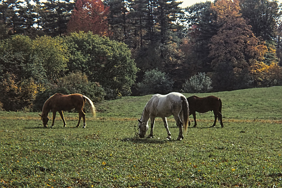 711000_0004_SL-9 Horses in the Berkshire Mountains in Massachusetts