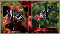 150816_0719_0723_0688_NX1 Female and Male Zebra Swallowtails
