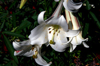 150816_0734_NX1 Lilies in Norfolk Botanical Garden