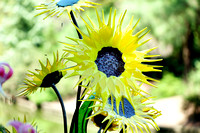 150816_0697_NX1 Glass Sunflowers at Norfolk Botanical Garden