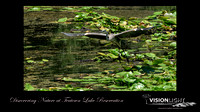 160728_1972_NX1_EagleFest A Great Blue Heron on Teatown Lake in Summer