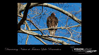 160413_1187_NX1_EagleFest A Turkey Vulture at Teatown
