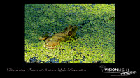 160618_1691_NX1_EagleFest A Frog on Vernay Lake at Teatown