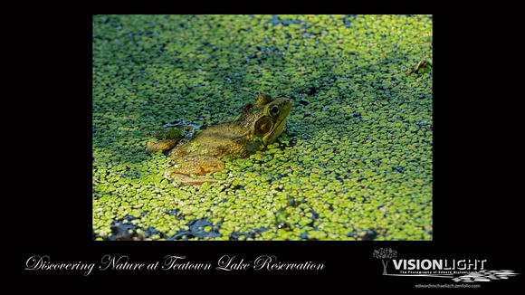160618_1691_NX1_EagleFest A Frog on Vernay Lake at Teatown