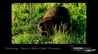 160620_1766_NX1_EagleFest A Beaver on the Shore of Teatown's Vernay Lake at Sunrise