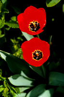 750400_0006_F1 Tulips