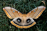 770521_0002_F1 Antheraea Polyphemus Moth