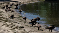150915_0815_NX1 Geese Lazing on the North Cove Beach at Croton Point