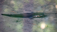 120616_0675_SX40 Catfish at Rockefeller Preserve