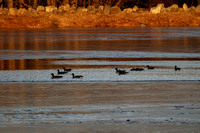 161222_0048_EOS M5 Geese in the Winter Sunset on Swan Lake