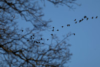 161227_0085_EOS M5 A Flock of Geese Crossing Overhead at Rockefeller Preserve