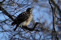 170214_0342_EOS M5 A Hawk Near Sundown at Rockefeller Preserve