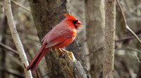 130313_0681_SX50 Male Cardinal at Rockefeller Preserve