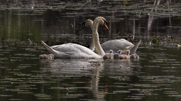 180517_2373_EOS M5 Pen and Cob Mute Swans With Their Four Day Old Cygnets on Teatown Lake