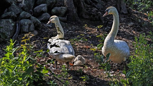 180611_2776_EOS M5 A Four Week Old Cygnet with Its Parents Wakes from a Short Nap on Teatown Lake