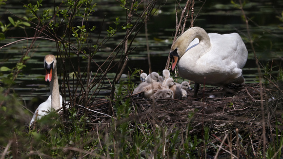 180515_2355_EOS M5 Pen and Cob Mute Swans With Their Seven Newborn Cygnets on Teatown Lake