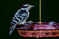 220718_07336_A7RIV A Male Downy Woodpecker at the New Hummingbird Feeder in a Summer Downpour