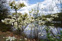 200504_01879_A7RIV The Palette of Spring at Rockefeller Preserve's Swan Lake