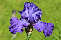 200525_6955_EOS M5 An Iris in Our Spring Gardens