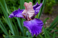 200529_02068_A7RIV An Iris in Our Spring Gardens