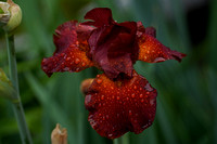 200611_02196_A7RIV An Iris as the Rain Ends in Our Spring Gardens
