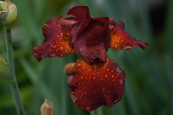 200611_02196_A7RIV An Iris as the Rain Ends in Our Spring Gardens