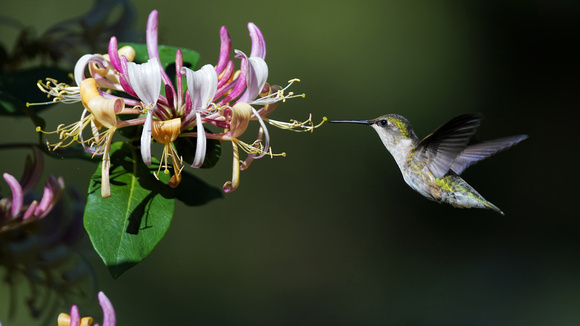 200619_02387_A7RIV A Female Hummingbird Approaches Honeysuckle Early in the Morning on the Last Day of Spring in Our Gardens