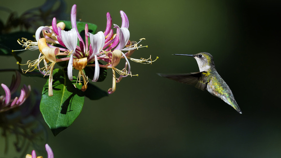 200619_02390_A7RIV A Female Hummingbird Approaches Honeysuckle Early in the Morning on the Last Day of Spring in Our Gardens