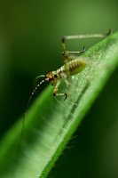 200623_4621_NX1 A 10mm Baby Grasshopper in Our Summer Gardens