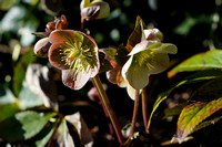 240407_09860_A7RIV Hellebores Herald Early Spring in Our 2024 Gardens