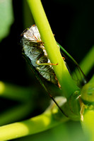 210730_04890_A7RIV A Cicada in the Virginia Gardens
