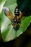 210730_04893_A7RIV A Mason Wasp, Eumeninae, in the Virginia Gardens