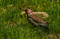 220422_06452_A7RIV A Male Norhtern Flicker, Colaptes auratus, in Our Spring Gardens
