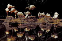 750726_0002_F1 Wildlife Conservation Society in New York