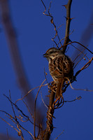 220131_05855_A7RIV A Lincoln's Sparrow, Melospiza lincolnii, at Steamboat Waterfront
