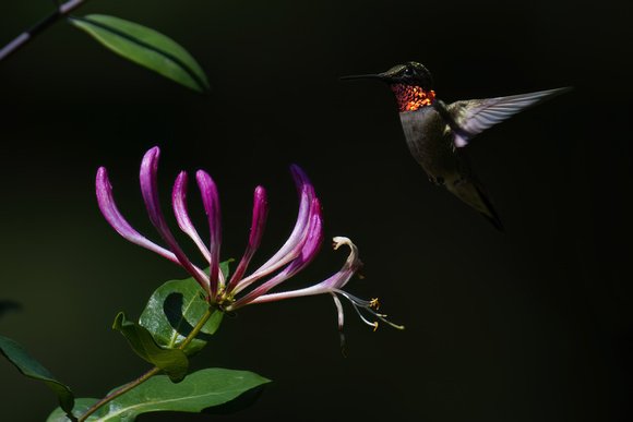 240727_10363_A7RIV A Male Ruby-throated Hummingbird, Archilochus colubris, in the Morning Light of Our Gardens